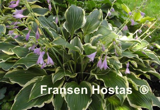 Hosta Happy Valley